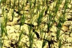 Crops and hydropower may compete for water