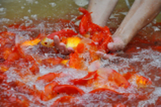 Hanoi’s largest fish market before Kitchen Gods’ Day