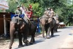 Dak Lak budgets $3m for elephant protection