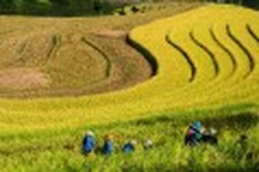 Breathtaking terrace fields of Vietnam’s north-west frontier
