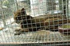 Hanoi “eco-tourism” site illegally keeps endangered species