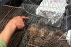 Wildlife consumption rampant in HCM City