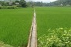 Farm in Tuyen Quang Province leading a “green” crusade