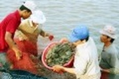 ActionAid launches VN climate change report