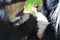 World's sixth mass extinction may be underway: study