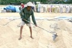 Traders neglect buying Mekong Delta rice