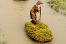 Vietnam: the purple marks of belonging