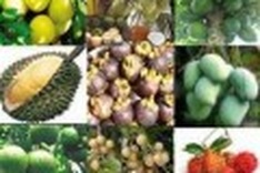 1st Fruit Festival to be held in Tien Giang