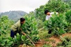 APFNet helps northern province ensure forest management