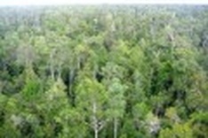 Vietnam to restrict lease of forest land to foreign investors