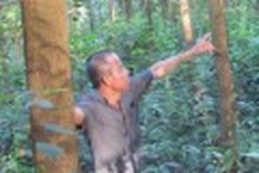 Suspicious fire razes acacia plantation