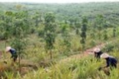 Vietnam forest land fund running out as demand soars