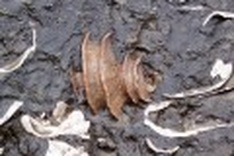 Earth on verge of huge reset button?