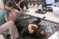 Reared monkeys, Manlayan bear to be released back to nature