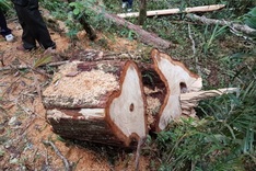 Quang Nam forest ravaged by illegal loggers