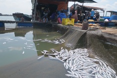 Farmers dump dead fish to protest factory waste dumping