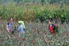 Pho Cao Highland - rose bloom season
