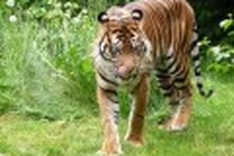 Vietnam to join Tiger Summit in Russia next month