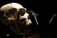 Study seeks to prove theory humans still evolving