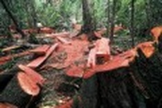 Loggers put up fierce fight