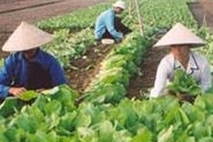 Vietnam fruit and vegetable exports grow 5.4%