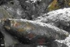 Two die sawing bombs for scrap