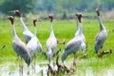 National park attracts Sarus Cranes