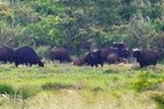 Tracing down wild gaur in Vietnam’s forests