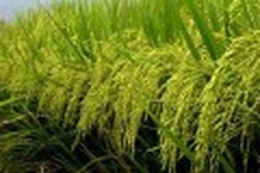 Thailand's No. 1 rice position under threat