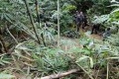 Rhino died of bullet-wound infection: WWF