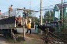 Smuggling cattle from Cambodia for Tet