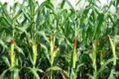 India, Vietnam spar over feed quality, prices may jump