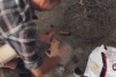Animal glue traders stick it to sick, gullible