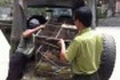 Dalat rescues wild animals from restaurants