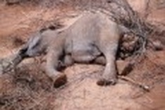 Dong Nai reserve continues to lose its elephants