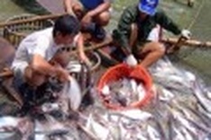 Fishy businesses play dirty on catfish farmers
