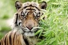 Military warns tigers on the loose in Dong Nai