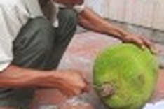 Poisoned fruits, consumers’ woes