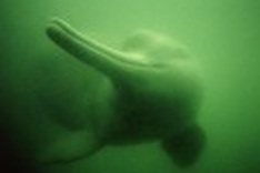 Mekong dolphins on brink of extinction - WWF