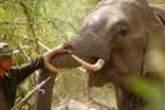 Wild elephants roaming in national park