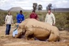Vietnam officials to visit Africa over rhino poaching