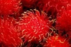 Fruit companies get wise with Chinese traders