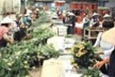 Flower sector struggles to boost exports