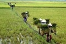 Seed shortage threatens crop