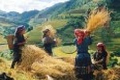 ‘Yellow autumn' draws visitors to Mu Cang Chai