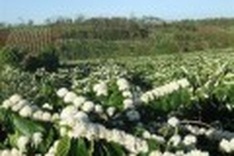 Work on Asia’s largest instant coffee factory starts