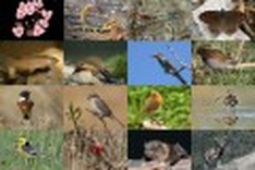 Vietnam’s bio-diversity project introduced at UN
