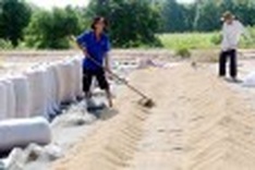 Rice export exceeds $3 billion in 2010
