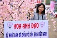 Cherry-blossom Festival 2011 in Hanoi