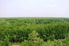 Mekong Delta Provinces susceptible to forest fires